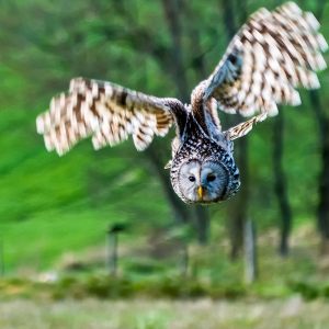 4026 Fotograf  Jesper Fremming  -  Owl in flight IV  Diplom Fauna